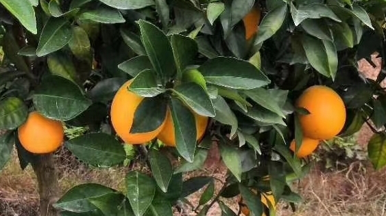 意合云旗下鮮橙果園(信豐臍橙)于11月10日采摘，現(xiàn)在火熱預(yù)定中